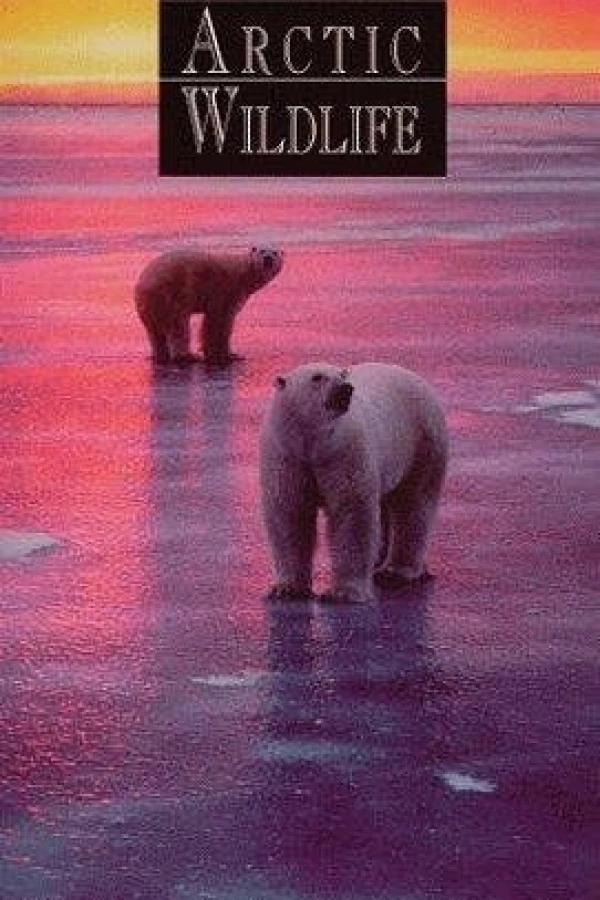 Alaska's Arctic Wildlife Juliste